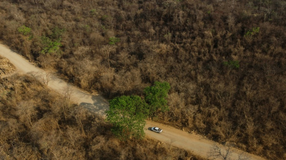 Le Cerrado, un écosystème méconnu mais capital