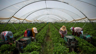 Strawberry boycott leaves Spain's farmers in a jam