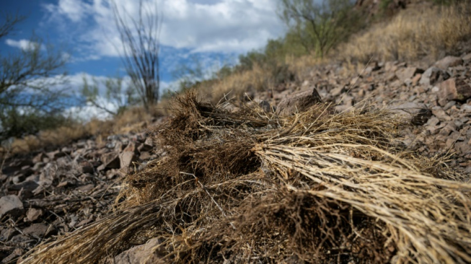 A Hawaï comme dans l'Ouest américain, les incendies carburent aux herbes envahissantes