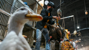 Grippe aviaire au Cambodge: pas de transmission entre êtres humains 