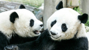 Panda on loan from China dies in Thailand aged 21