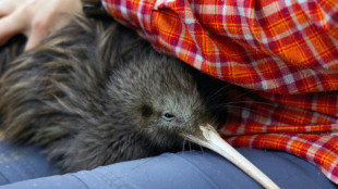 Miami zoo's meet-a-kiwi scheme ruffles feathers in New Zealand