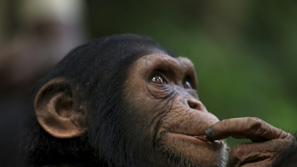 Un santuario en Camerún acoge a chimpancés en peligro de extinción