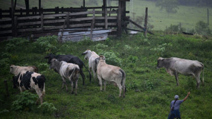 Turning over a new leaf, Colombian ranchers plant trees