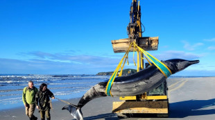 New Zealand scientists dissect world's rarest whale