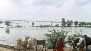 Au Pakistan, la canicule puis la mousson ébranlent le monde rural