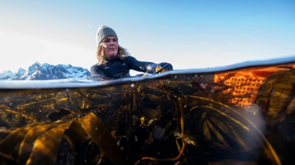 En el norte de Noruega, las algas como bocado gastronómico