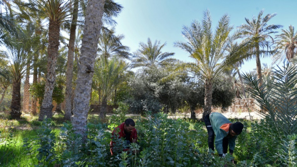 En Tunisie, cuisine nomade et innovation pour revivifier une oasis