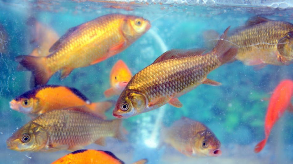 Los ríos revueltos por la Humanidad sacaron a los peces de agua dulce de sus hábitats milenarios