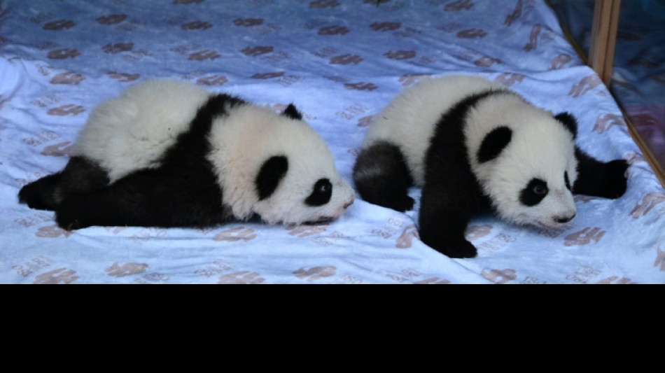 Pandazwillinge in Berliner Zoo heißen Leni und Lotti