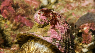 'Not the most attractive': Underdog snail wins Mollusc of the Year