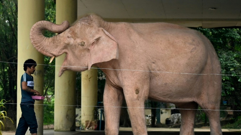 Junta en Birmania recupera nacimiento de elefante albino como signo de buen augurio