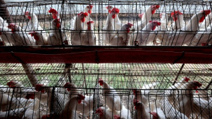 La OMS insta a incrementar la vigilancia en la lucha contra la gripe aviar