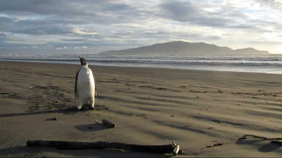 Warming decimates Antarctica's emperor penguin chicks