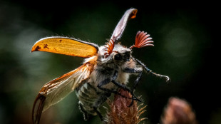 Réchauffement et agriculture intensive, combinaison fatale aux insectes, selon une étude