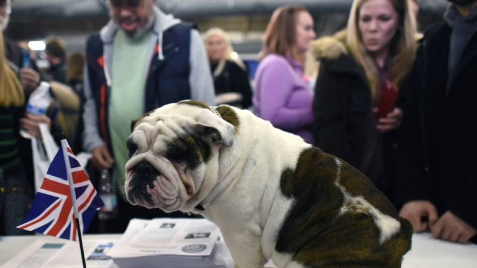 Le bulldog anglais souffre de la gueule faisant son succès