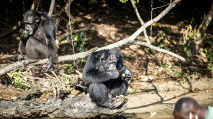 After life of trauma, Liberian lab chimps settle into retirement