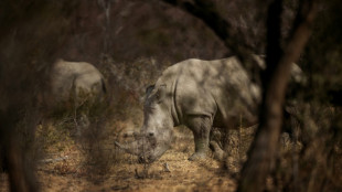 40 Breitmaulnashörner von privater Zuchtfarm in Südafrika ausgewildert