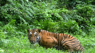 Earning its stripes: tech bid to crack tiger trade