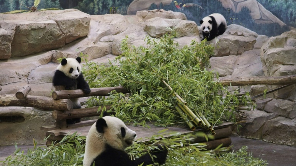 Beauval: les jumelles pandas fêtent leur un an devant leurs fans