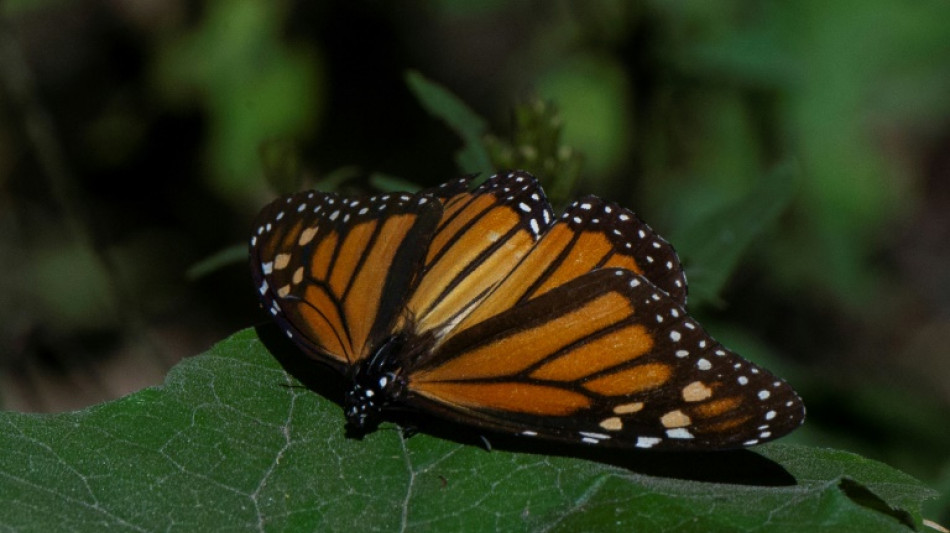 Mexico sees big fall in monarch butterfly numbers