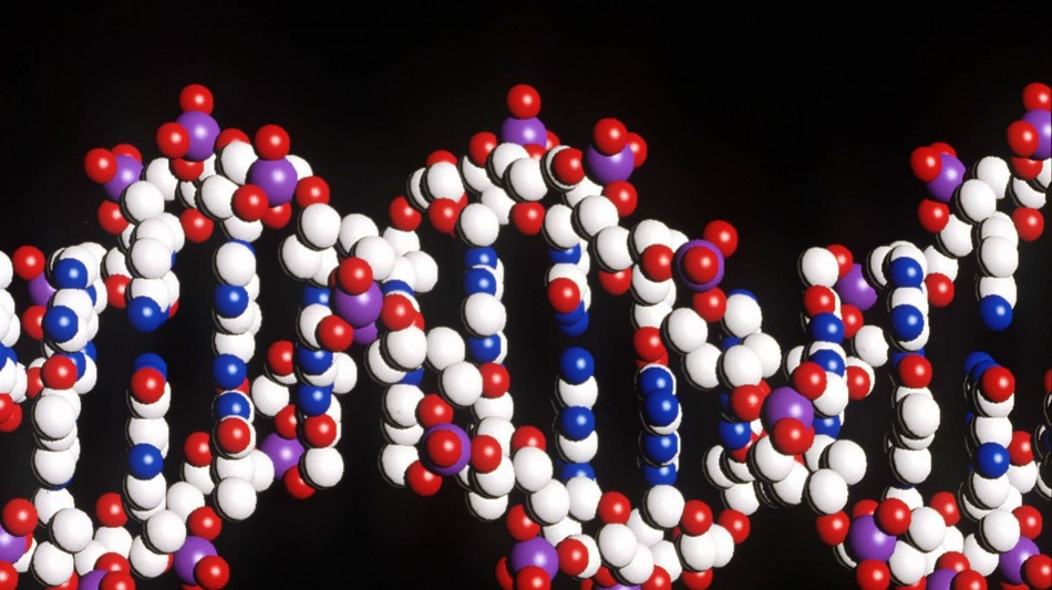 Sequenziati i più antichi Dna umani, risalgono a 45mila anni fa