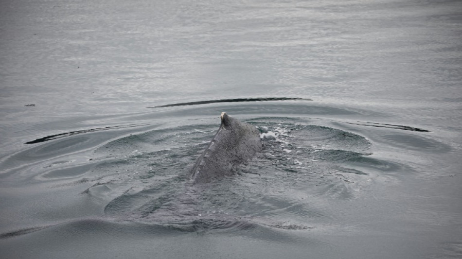 Une baleine coincée dans l'estuaire de la Rance retrouve le large