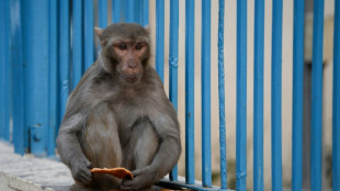 India deploys 'monkey-men' to scare away primates from G20 summit