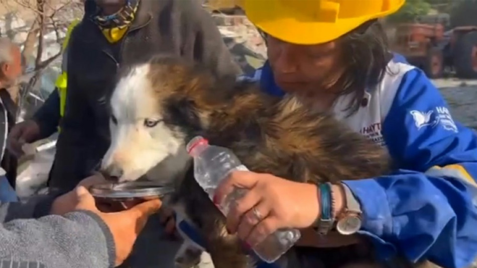 Turquie: le chien Aleks miraculé après 23 jours dans les ruines 