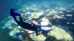 Korallenbleiche in Malaysia: Mehr als die Hälfte der Riffe betroffen