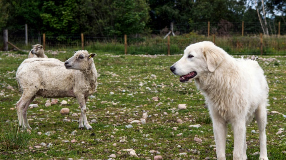 Scots train ancient dog breed to deter eagle attacks