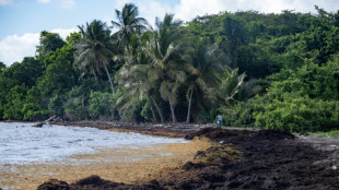 L'imbroglio du statut juridique des sargasses, fléau des plages de Guadeloupe