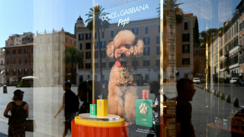 Not to be sniffed at: Dolce & Gabbana launches €99 dog perfume