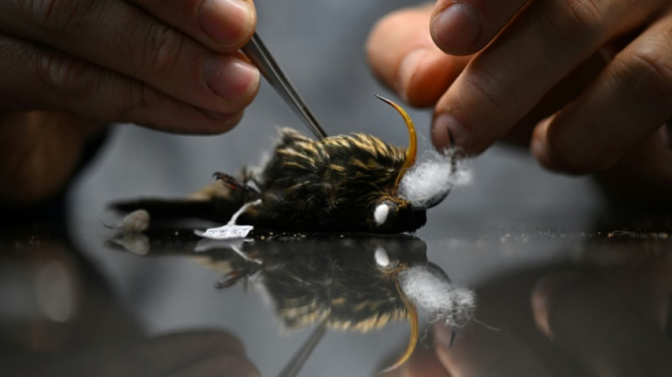 Au "pays des oiseaux", une fragile collection de toutes les espèces aviaires de Colombie
