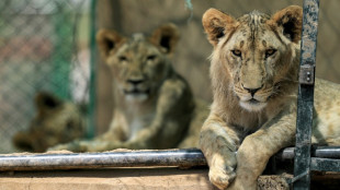 Soudan; une poignée de passionnés au secours des lions