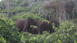 Gabon takes grassroots approach in anti-poaching drive