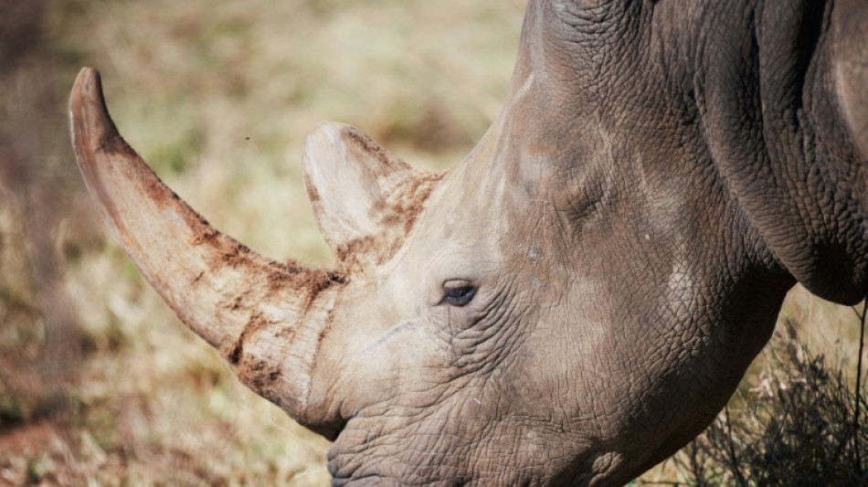 Nearly 500 rhinos killed as poaching increases in S.Africa