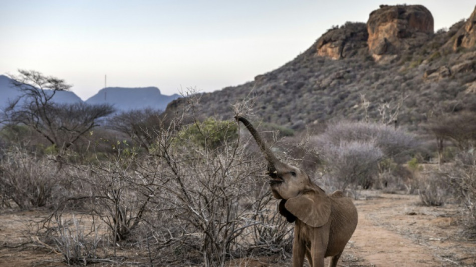 Kenya drought kills more than 200 elephants