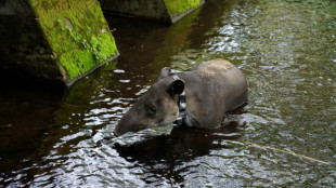 Preservación del tapir en Nicaragua, una lucha para darles un nuevo hogar en el bosque