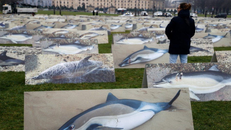 Dauphins: la justice confirme une interdiction de pêche d'un mois dans le golfe de Gascogne